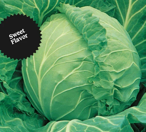 Cabbage Seeds – Heirloom Copenhagen Market Brassica oleracea var. capitata – Non-GMO, 200+ Fresh Seeds for Home Gardening