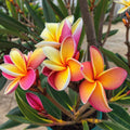 Blush Orange Plumeria Seeds - 5 Pack Tropical Flower Seeds for Garden, Pot, or Landscape - Plumeria rubra