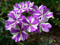 Ivy Leaf Geranium Seeds - 25+ Premium Purple & White Pelargonium peltatum for Gardens & Containers