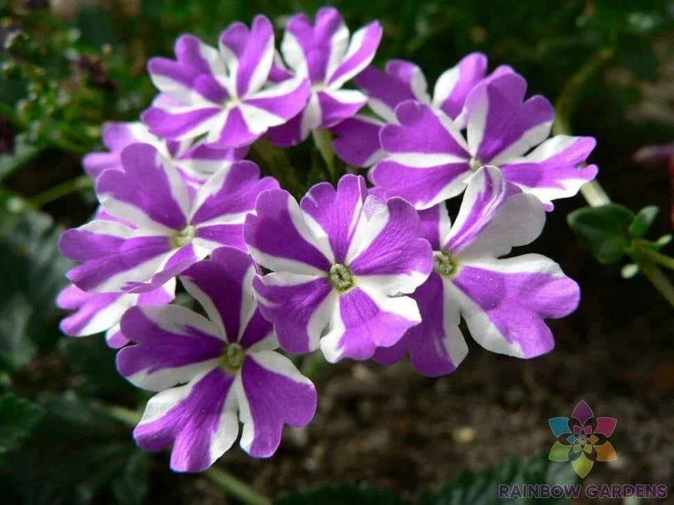 Ivy Leaf Geranium Seeds - 25+ Premium Purple & White Pelargonium peltatum for Gardens & Containers