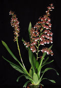 Oncidium Pacific Pagan 'Kilauea' Orchid Plant in 2.5" Pot, Bright Yellow and Red Blooms, Indoor Orchid, Easy Care