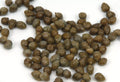 Caper Bush Seeds - 25+ Capparis Spinosa Edible Perennial Shrub for Garden & Culinary Use