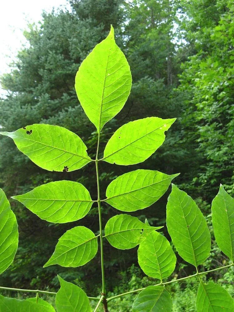 Green Ash Starter Tree, Fraxinus pennsylvanica, 2-3 ft sapling, deciduous shade tree, adaptable, fast-growing, urban landscaping plant