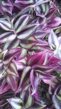 Organic Wandering Jew Cuttings - 6-inch Pink Purple Green Variegated Tradescantia zebrina Houseplant