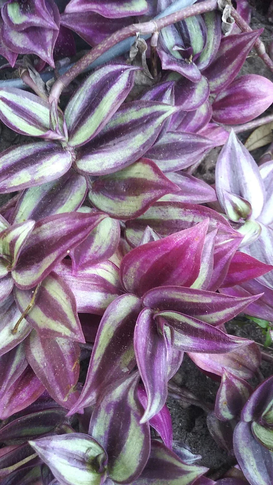 Organic Wandering Jew Cuttings - 6-inch Pink Purple Green Variegated Tradescantia zebrina Houseplant