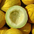 Golden Beauty Casaba Melon Seeds – Non-GMO Yellow Fruit, Cucumis melo, Pack of 25+ Seeds for Home Garden, USA Grown