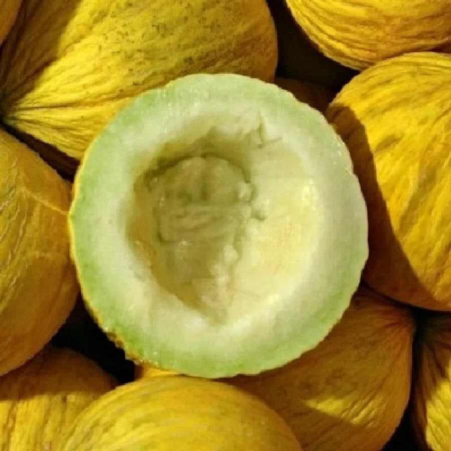 Golden Beauty Casaba Melon Seeds – Non-GMO Yellow Fruit, Cucumis melo, Pack of 25+ Seeds for Home Garden, USA Grown