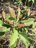 Sassafras Tree Cuttings 6-8 Inches for Propagation, Sassafras albidum, Easy Rooting, Gardening, Landscaping, Live Plant Cuttings