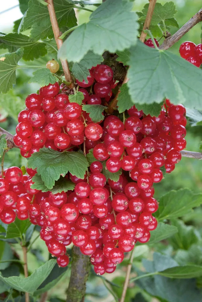 Red Currant Live Starter Plant 12+ Inches Ribes rubrum Fruit Shrub for Cooking & Ornamental Gardens