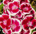 Sweet William Flower Seeds 1000 Count, Dianthus barbatus, Fragrant Clusters, Garden Borders & Cut Flowers