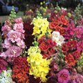 Snapdragon Seeds - 1000+ Madame Butterfly Mix - Antirrhinum majus Garden Flower Seeds for Borders & Cuttings