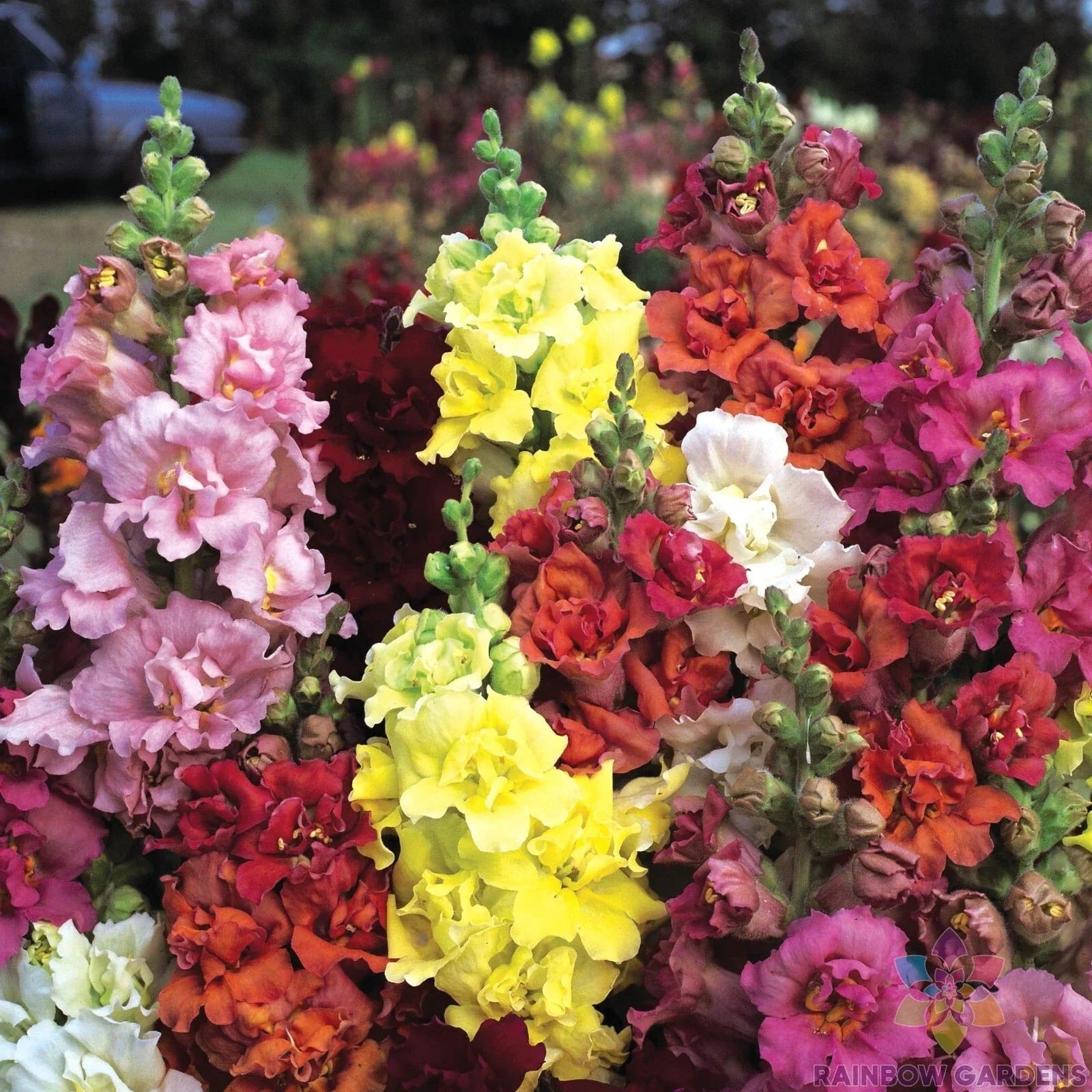 Snapdragon Seeds - 1000+ Madame Butterfly Mix - Antirrhinum majus Garden Flower Seeds for Borders & Cuttings