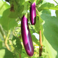 Long Purple Eggplant Seeds | Heirloom Italian Aubergine | Solanum melongena | Gourmet Vegetable Seeds for Home Gardening
