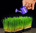 Wheat Microgreens Seeds 5 Pounds Organic Triticum aestivum for Germination, Non-GMO, Indoor & Outdoor Growing