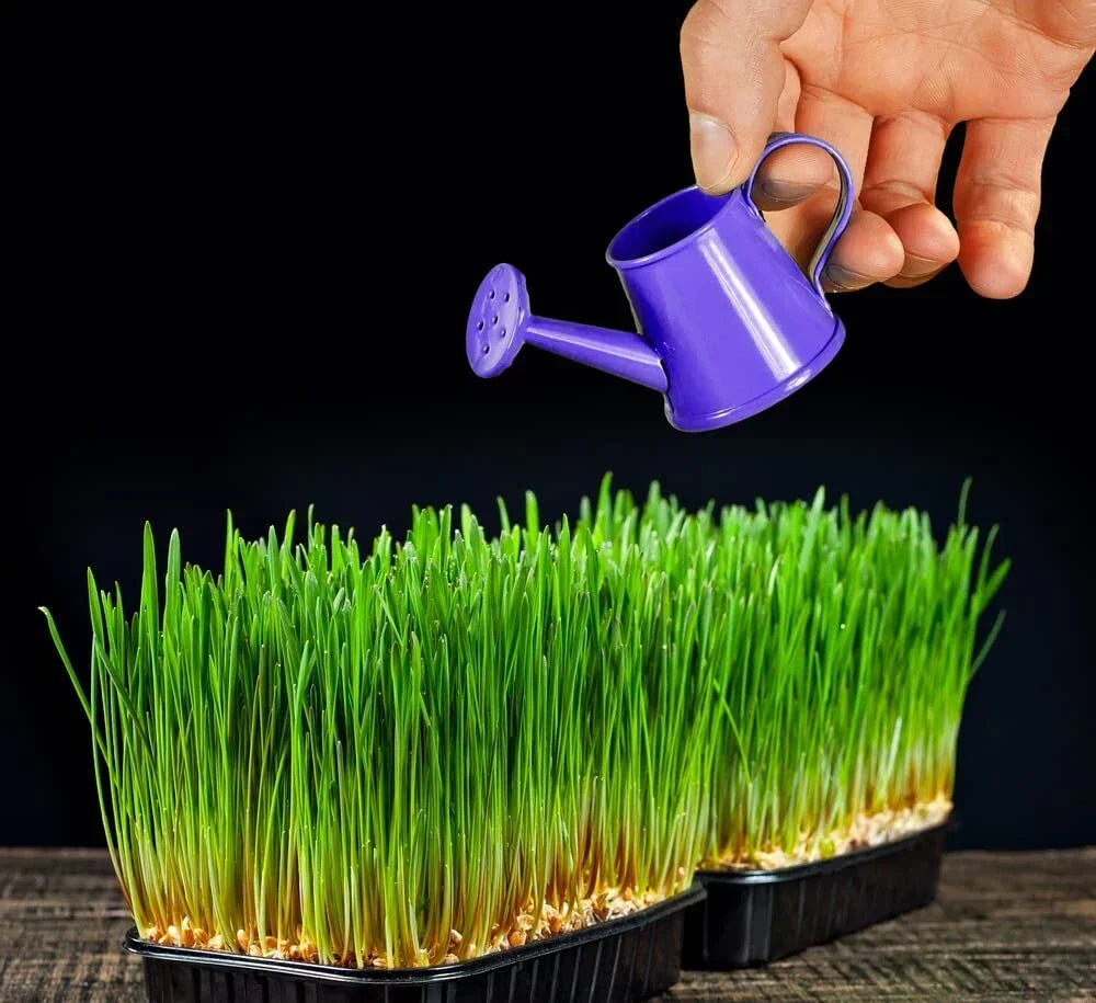 Wheat Microgreens Seeds 5 Pounds Organic Triticum aestivum for Germination, Non-GMO, Indoor & Outdoor Growing