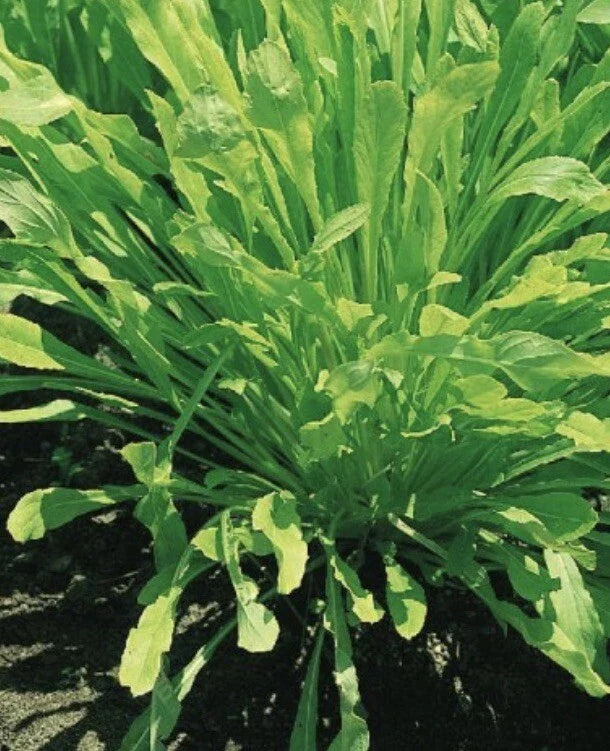 Mibuna Chinese Cabbage Seeds, 1000 Non-GMO Brassica rapa var. nipposinica, Leafy Green Vegetable for Salad and Stir-Fry