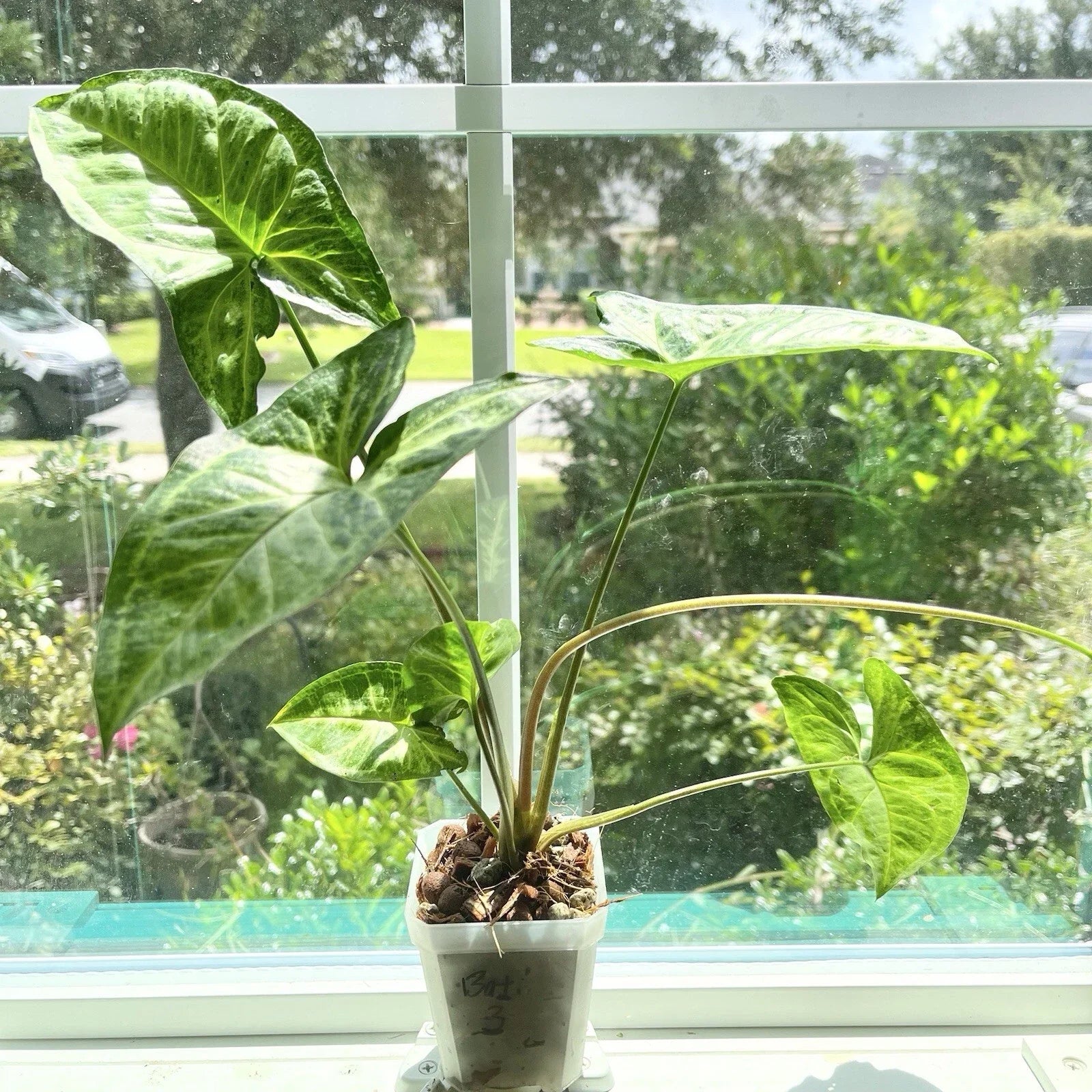 Syngonium Batik #3 Potted Rooted Houseplant - Variegated Indoor Plant - Syngonium podophyllum