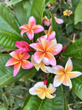 Plumeria Cutting with 2 Grow Tips – Whirlwind Variety – Fresh Plant for Propagation – Fragrant Tropical Flowering Plant