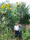 King Kong Sunflower Seeds, Multi-Headed Helianthus annuus, Premium Quality Pack of 20