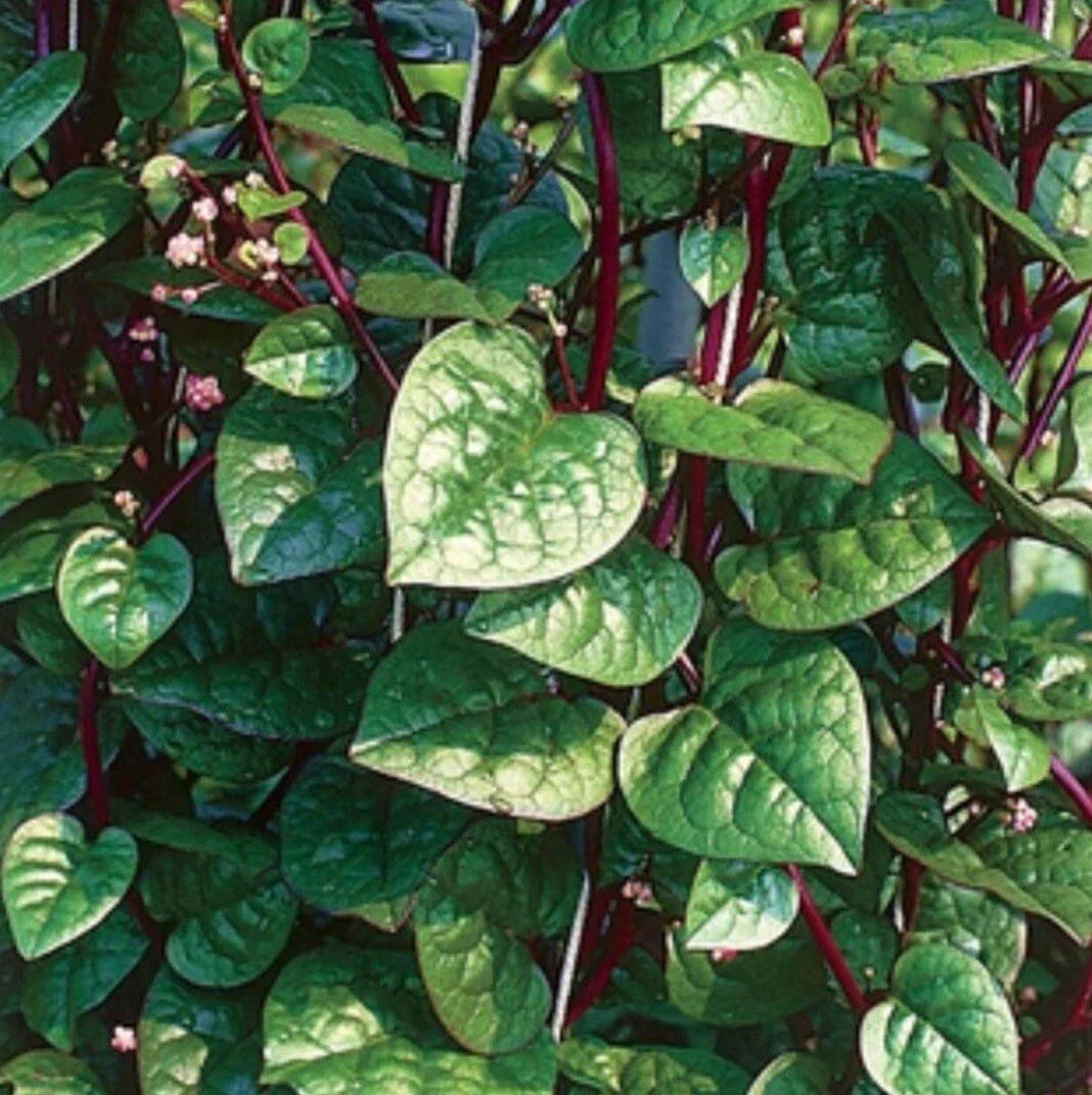 Red Malabar Spinach Seeds - Heirloom Edible Greens, Basella alba, Climbing Vine, 300+ Seeds for Gardening & Cooking
