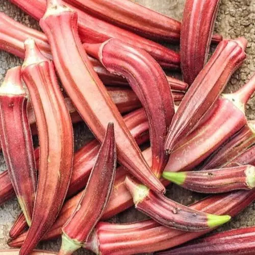 Jing Orange Okra Seeds - 30+ Summer Vegetable Seeds for Asian Cuisine - Non-GMO, Bright Orange Pods, Easy to Grow, Full Sun, Abelmoschus esculentus