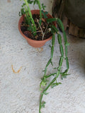 Cissus quadrangularis Vine Climber Plant - Rare Exotic Succulent in Square Rooted Format