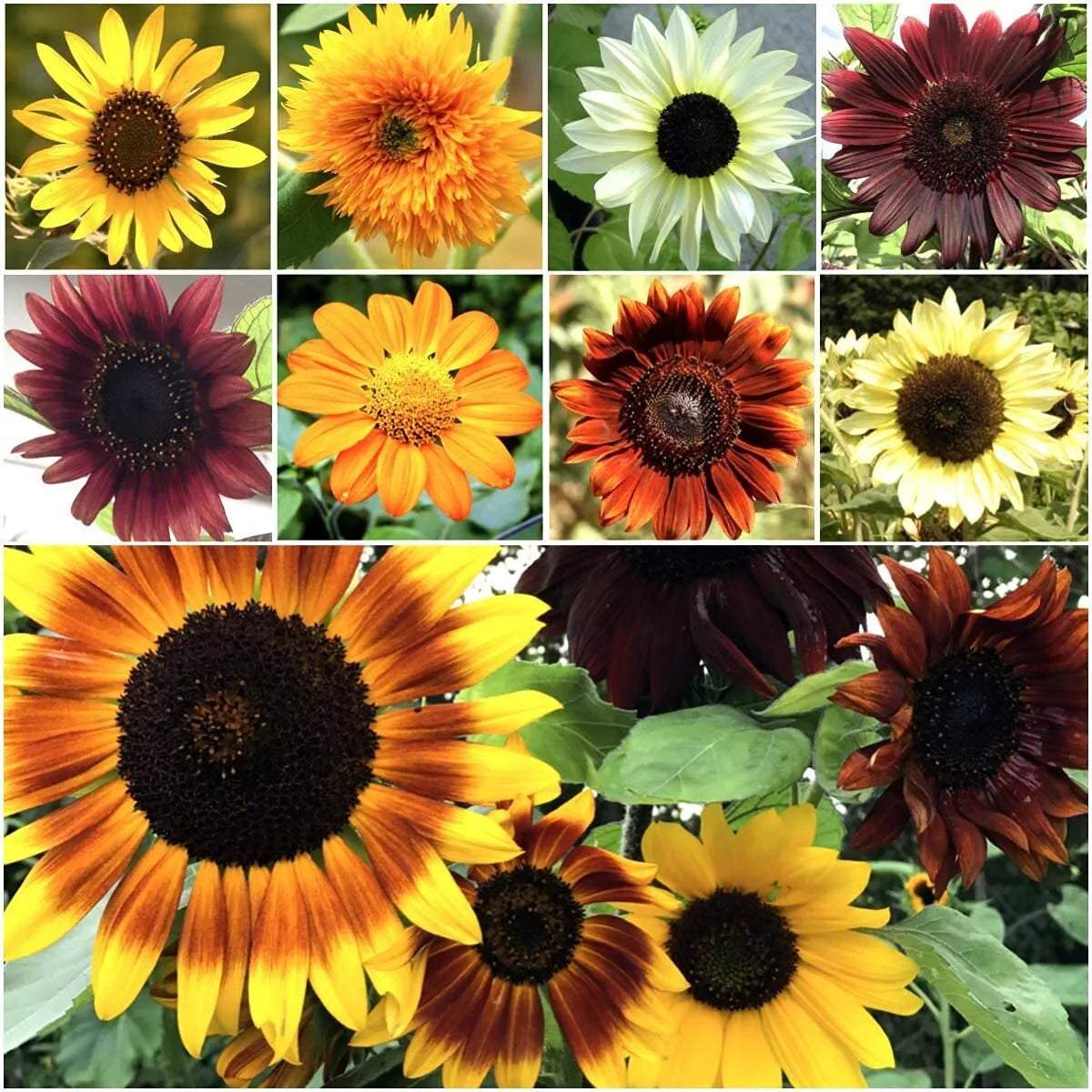 Bulk Sunflower Seeds 1000+g Helianthus annuus Non-GMO Heirloom Planting Seeds for Garden and Farm