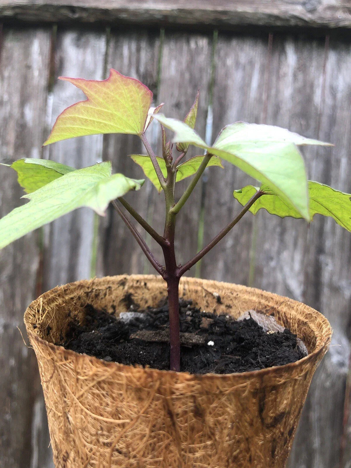 Rooted Purple Sweet Potato Plants - 3 Pack in Coir Pots, Ipomoea batatas, Live Garden Plants for Containers & Gardens