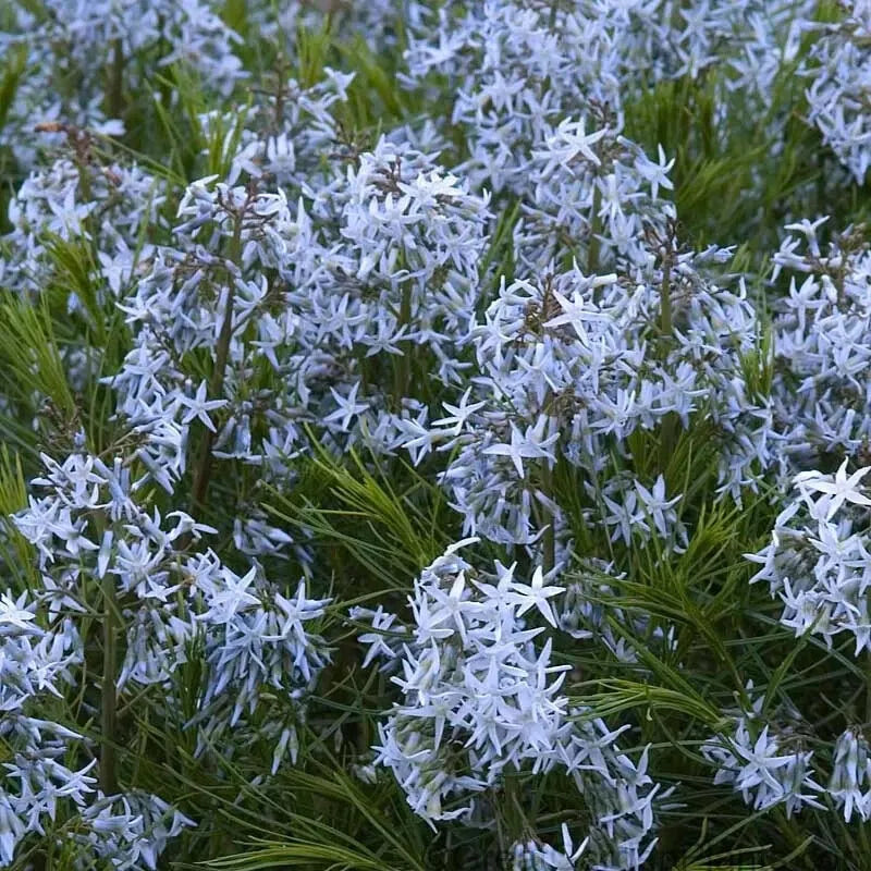 Threadleaf Bluestar Live Plant in 4-Inch Pot, Amsonia hubrichtii, Perennial with Blue Flowers