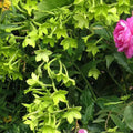 Tobacco Seeds 500 Pack Nicotiana alata Lime Green Flowers Non-GMO Part-Shade Annual Seed