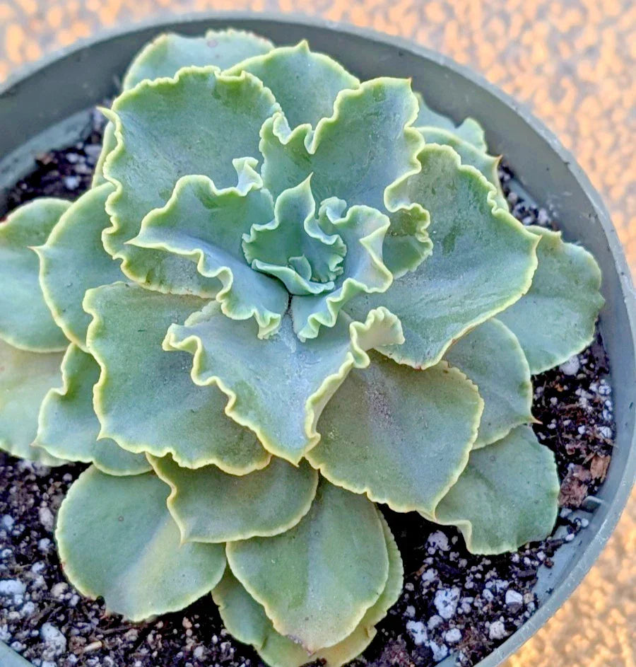 Echeveria Blue Frills Succulent Plant - 6" Potted Rosette with Blue-Green Foliage