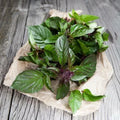 Thai Basil Seeds - 500 Non-GMO Herb Seeds for Container Gardening | Ocimum basilicum var. thyrsiflora | Edible Aromatic Herb