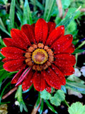 Gazania Rigens Potted Plant - Red Flowers, Drought-Tolerant Perennial, Garden Decor
