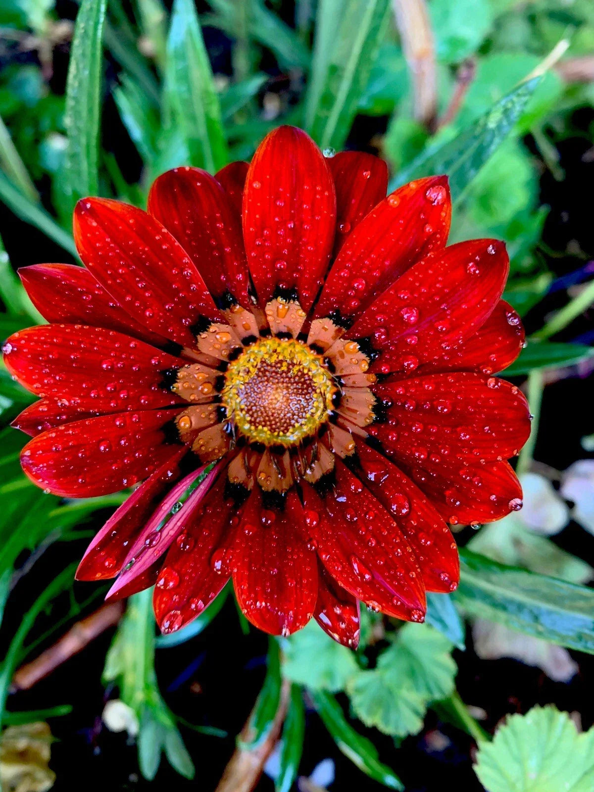 Gazania Rigens Potted Plant - Red Flowers, Drought-Tolerant Perennial, Garden Decor