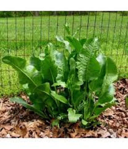 Fresh Organic Horseradish Plants - 2 Crowns Armoracia rusticana, Easy to Grow Perennial, Garden Root Crops