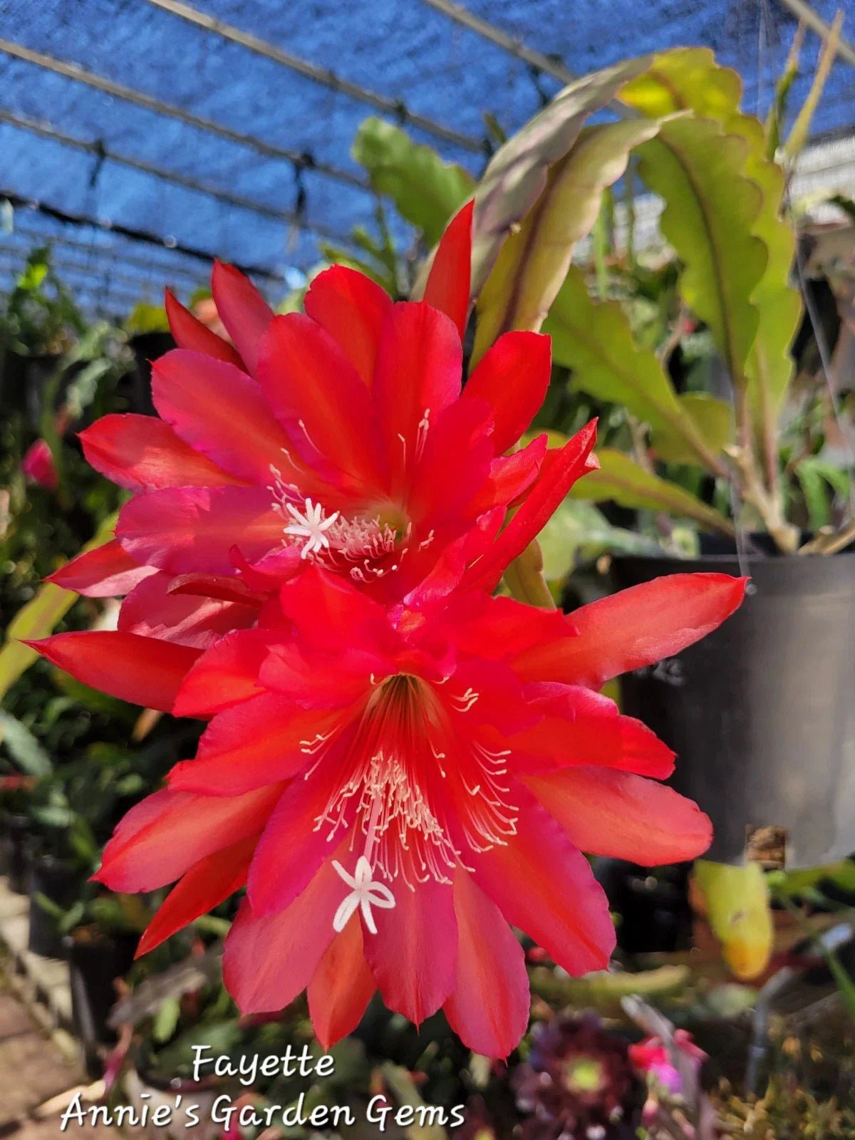 Epiphyllum Fayette Unrooted Cuttings - Orchid Cactus, 8-10 Inches, Epiphyllum spp., Indoor & Outdoor Plant Propagation