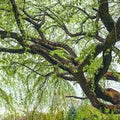 Corkscrew Willow Tree Bare Root 2-3 ft Salix matsudana 'Tortuosa' Twisted Branches for Landscaping