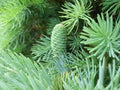 Fortune's Keteleeria Tree Seeds - 30 Seeds - Evergreen Conical Shade Tree - Keteleeria fortunei