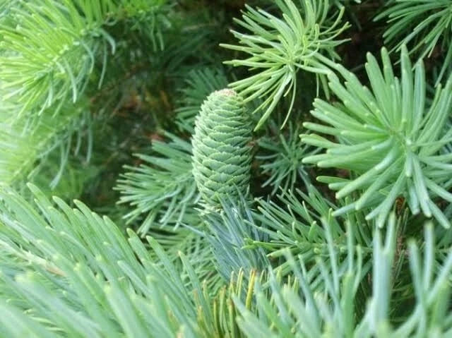 Fortune's Keteleeria Tree Seeds - 30 Seeds - Evergreen Conical Shade Tree - Keteleeria fortunei