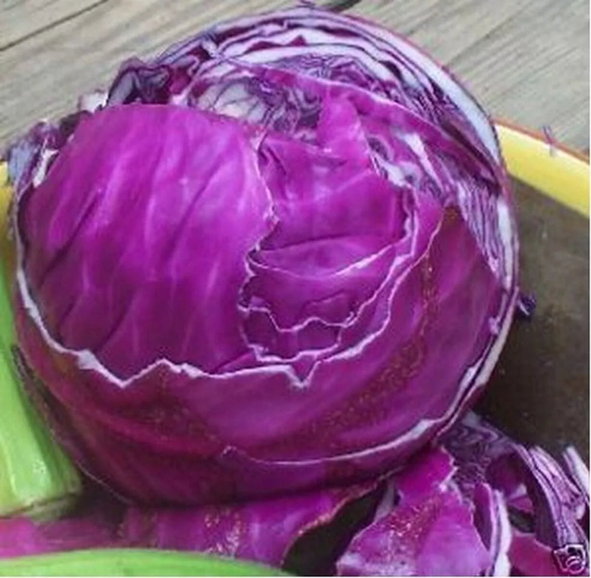 Red Acre Cabbage Seeds - 1000+ Heirloom Non-GMO Brassica oleracea for Home Gardens, Salad, and Cooking