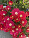 Jewel Of Desert Ruby Ice Plant Cuttings - Delosperma cooperi Succulent Garden Plants - Drought Tolerant, Low Maintenance, Vibrant Red Flowers