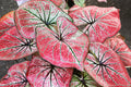 Caladium Bulbs for Planting - Wildfire Variety - Perennial Foliage - Caladium bicolor