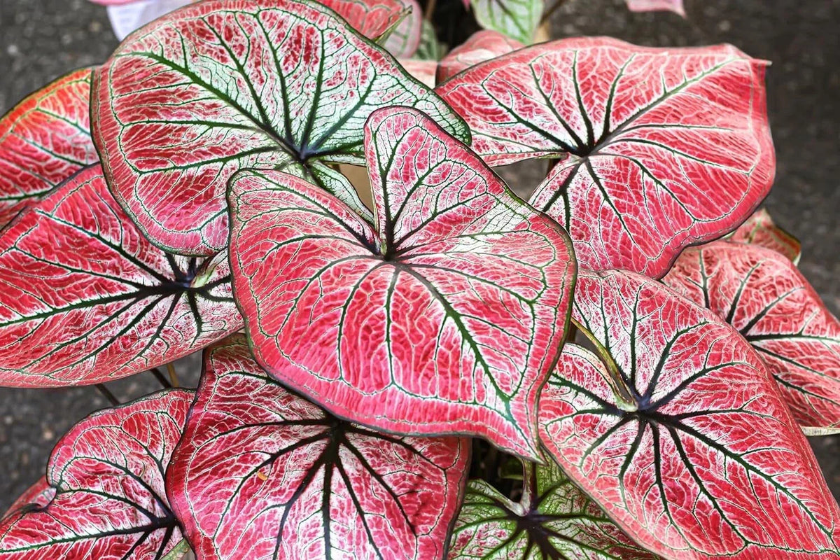 Caladium Bulbs for Planting - Wildfire Variety - Perennial Foliage - Caladium bicolor