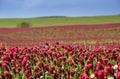 Crimson Clover Seeds Organic Non-GMO Cover Crop Trifolium incarnatum 1 lb