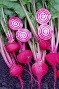 Chioggi Beet Seeds - Organic, Non-GMO, Candy Stripe, Open Pollinated, 200+ Seeds Beta vulgaris
