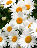 Alaska Shasta Daisy Seeds - Non-GMO Leucanthemum superbum Flower Seeds for Garden Beds & Borders