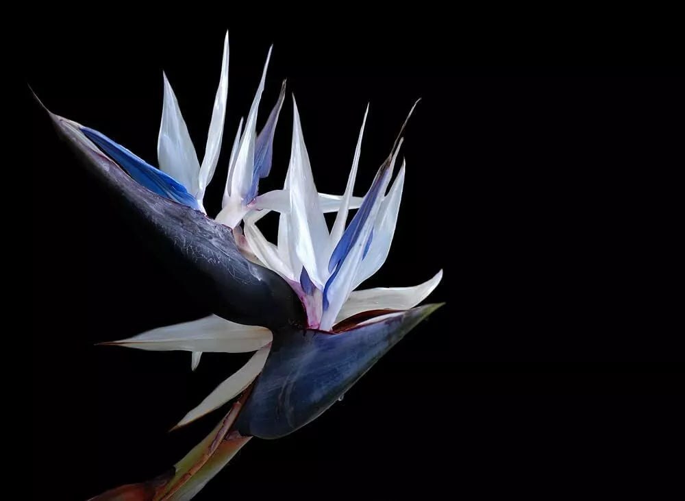 White Bird of Paradise Seeds - 5 Pack for Indoor Plant or Bonsai - Strelitzia nicolai - Exotic Tropical Foliage Seeds