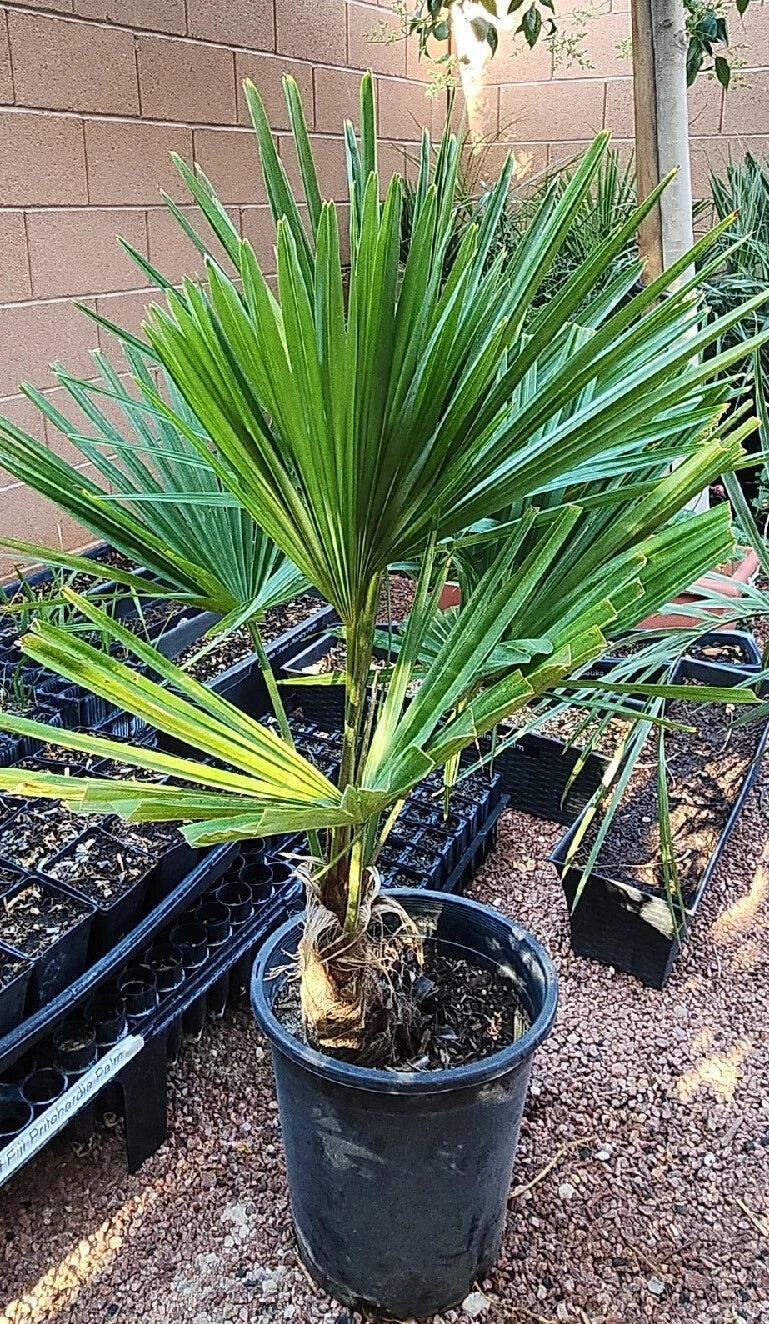 Windmill Fan Palm Tree Live Plant, Trachycarpus fortunei, 34-38 inches, Mature Indoor or Outdoor Palm