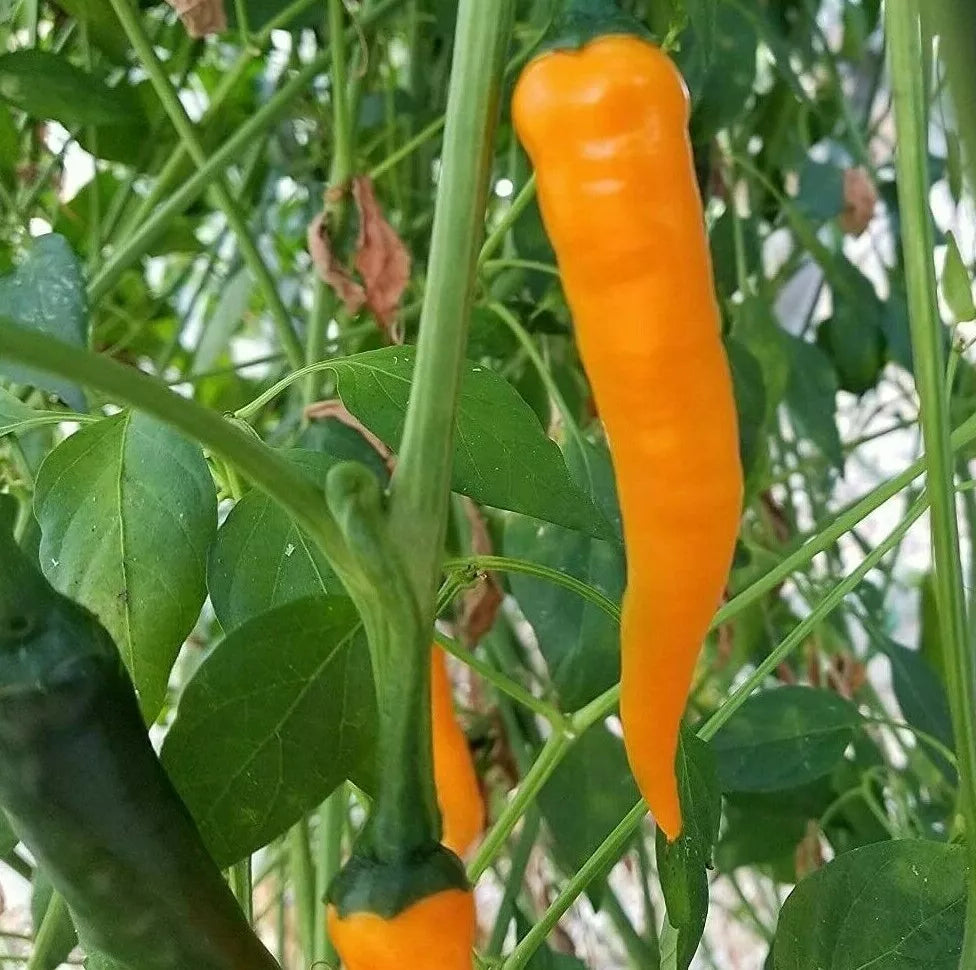 Orange Cayenne Pepper Seeds - 30+ Seeds, Spicy Hot Pepper for Salsa, Capsicum annuum, Garden, Container, Edible Plant