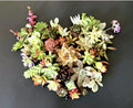 Organic Succulent Cuttings Set of 15 Varieties - Colorful Healthy Plants for DIY Arrangements & Gardens